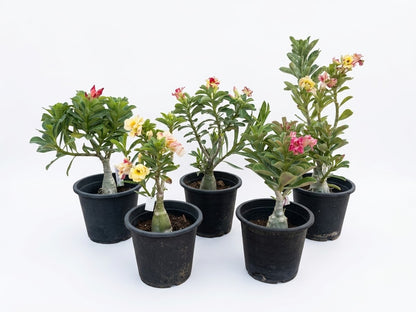 Desert Rose (Adenium)bundle