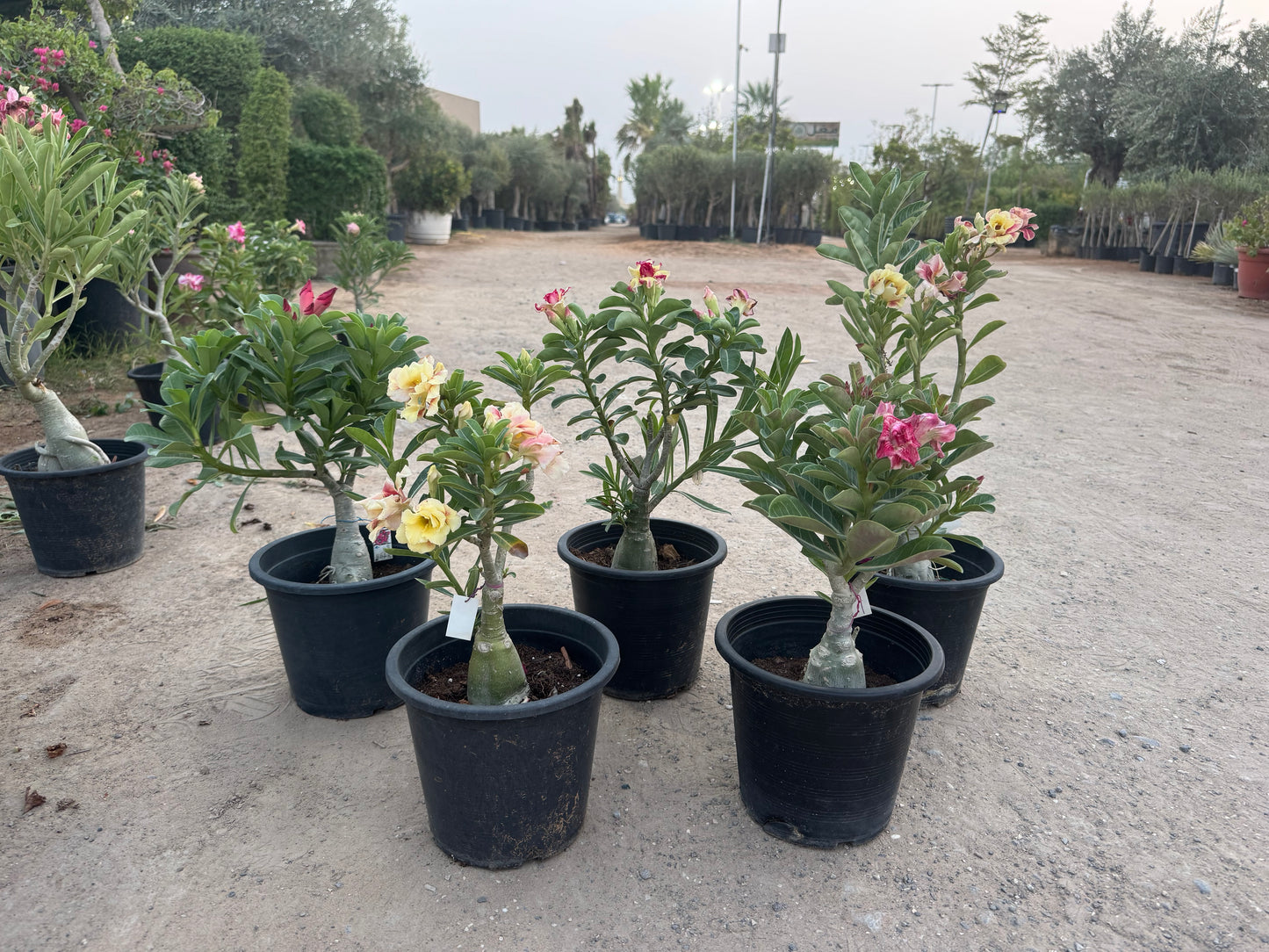 Desert Rose (Adenium)bundle