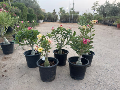 Desert Rose (Adenium)bundle