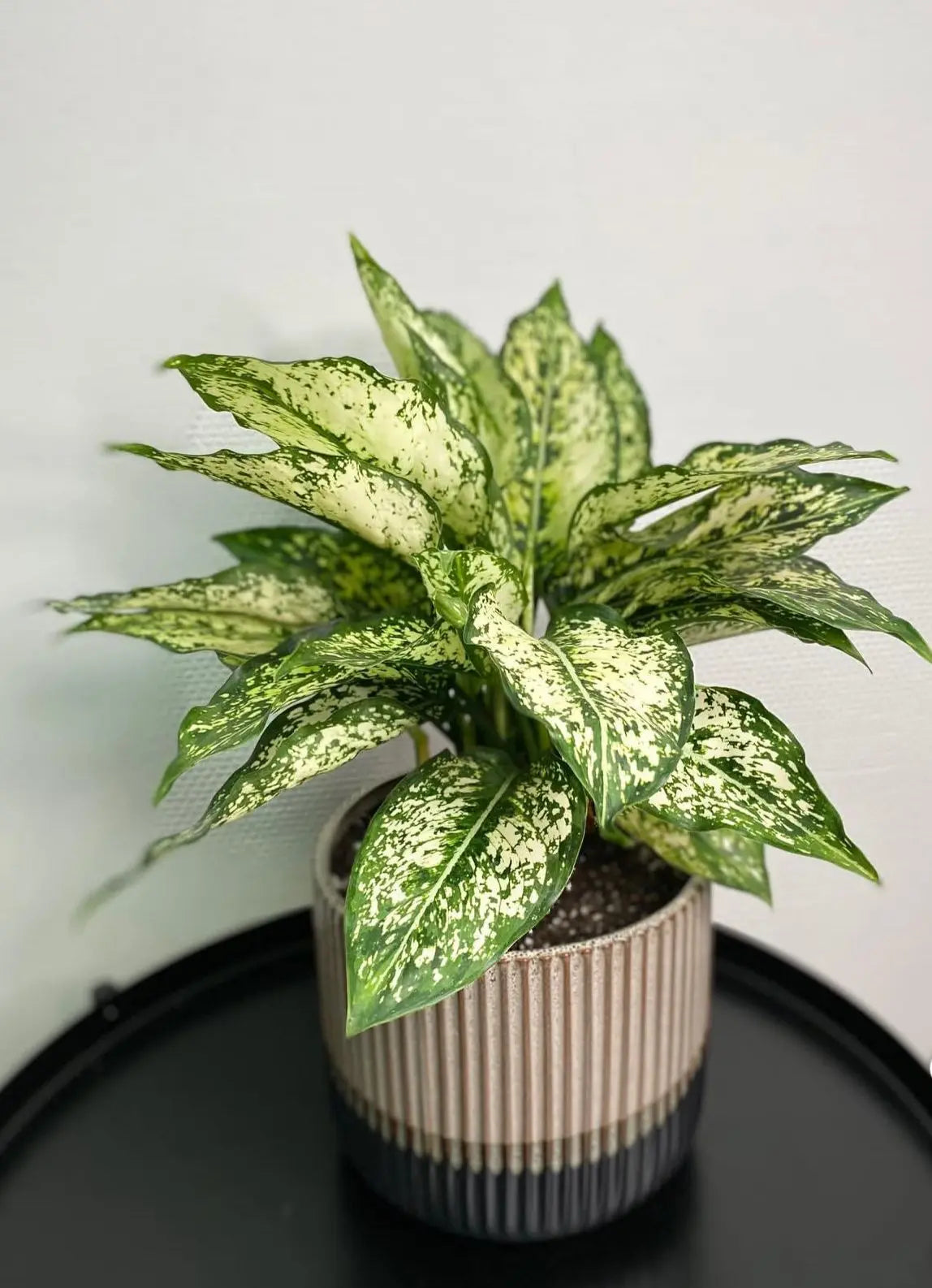 Aglaonema ‘Spring Snow’ - Plants Care UAE