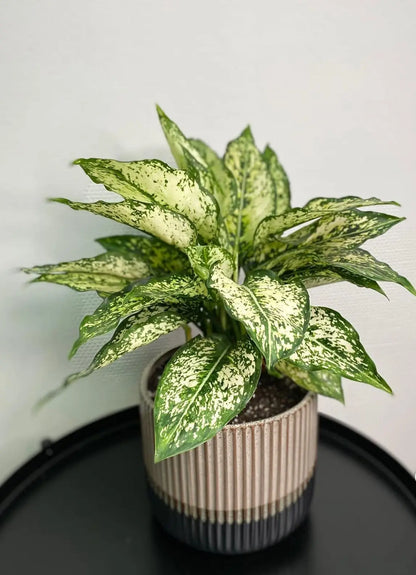Aglaonema ‘Spring Snow’ - Plants Care UAE