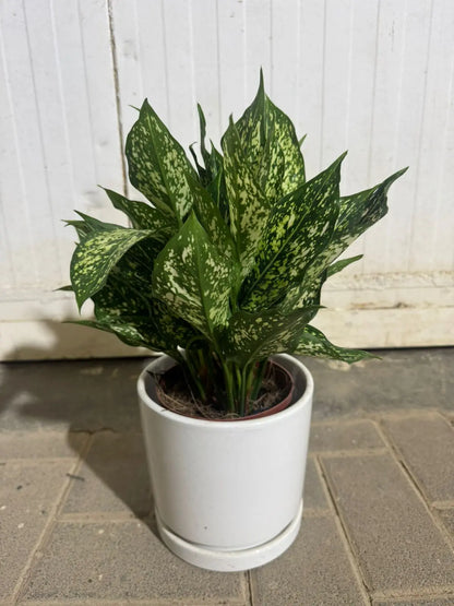 spring snow aglaonema Aglaonema 'Spring Snow' | Elegant Variegated Indoor Plant