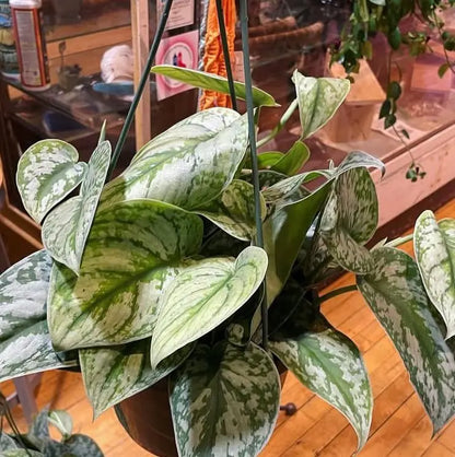 aglaonema white splash Aglaonema 'Spring Snow' | Elegant Variegated Indoor Plant