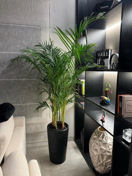 Areca Palm, Ceramic Pot - Plants Care UAE