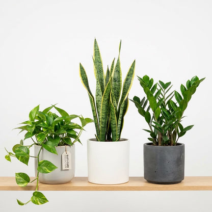 Indoor plants bundle zz plant money plants snack plants