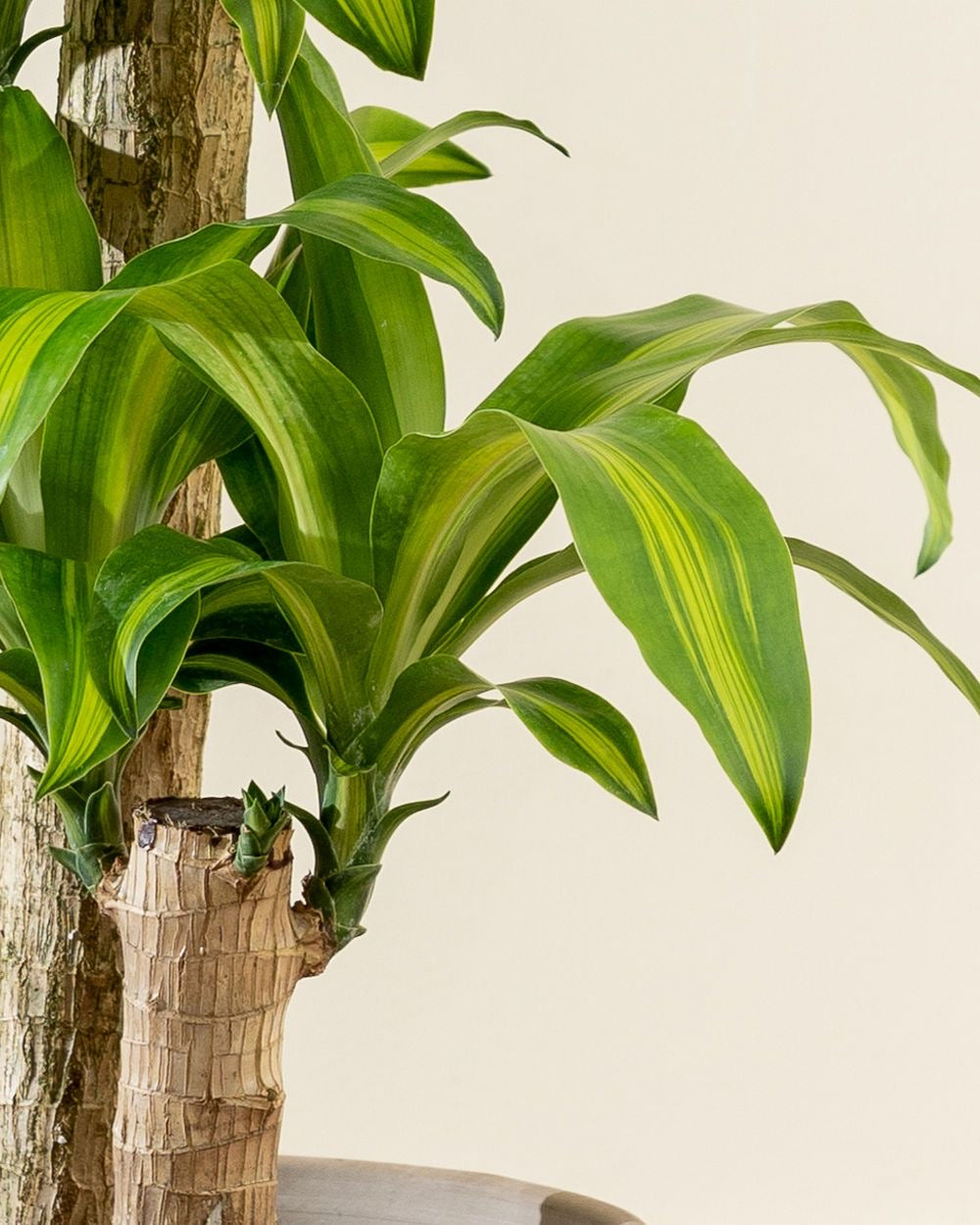 Dracaena Fragrans |corn plants Indoor Tropical Plant