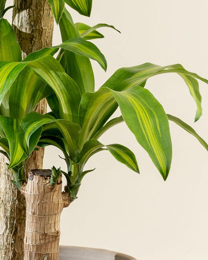 Dracaena Fragrans |corn plants Indoor Tropical Plant