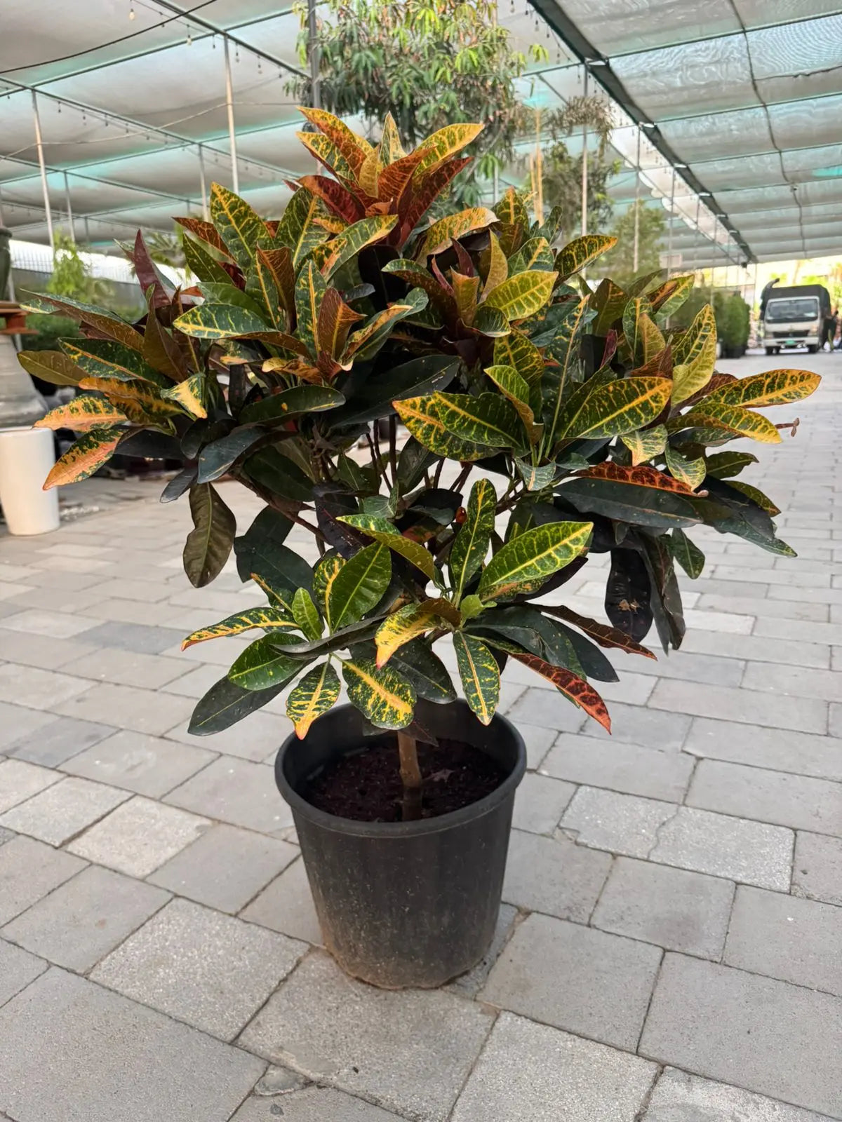 Croton Variegated - Plants Care UAE