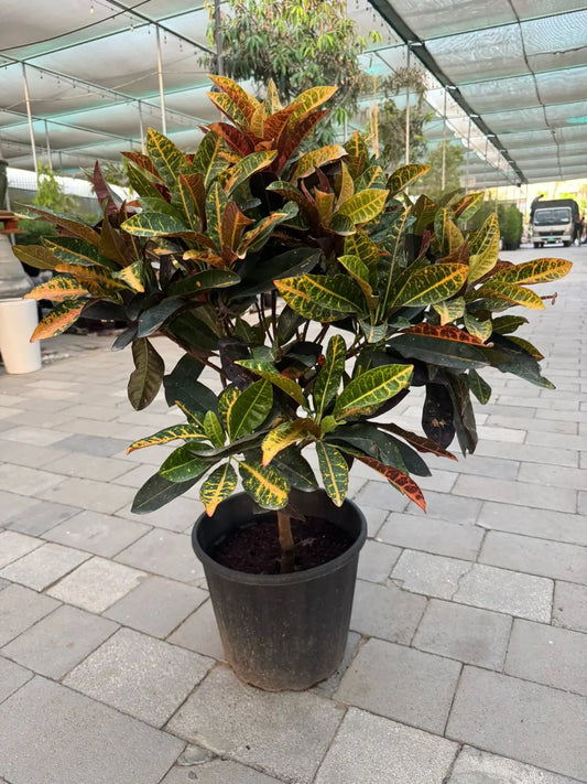 Croton Variegated - Plants Care UAE