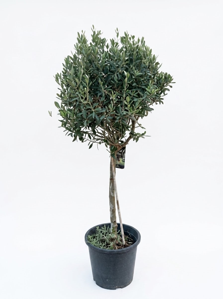 Olive tree (Olea europaea) 150cm| Elegant Outdoor Plant