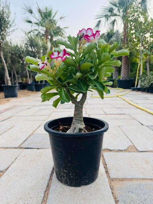 Desert Rose (Adenium obesum) - Plants Care UAE