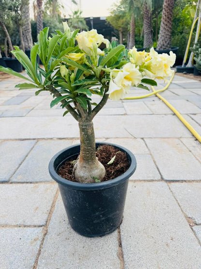 Desert Rose (Adenium obesum) - Plants Care UAE