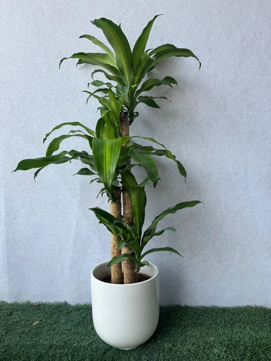 Dracaena Massangeana - Plants Care UAE