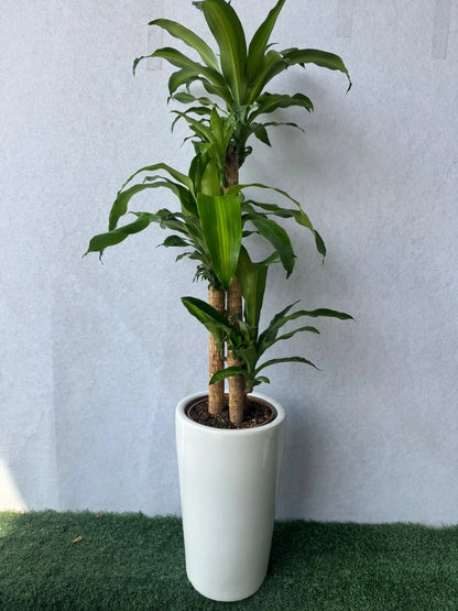 Dracaena Massangeana - Plants Care UAE