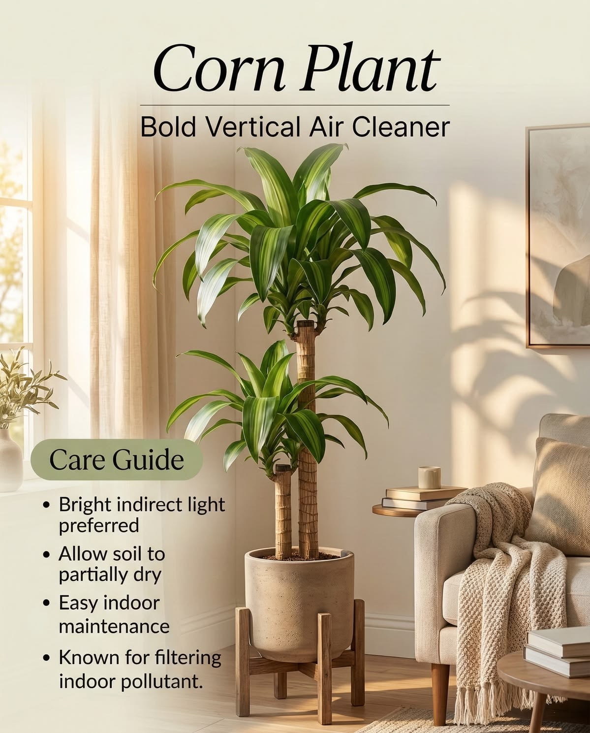 Dracaena Fragrans |corn plants Indoor Tropical Plant