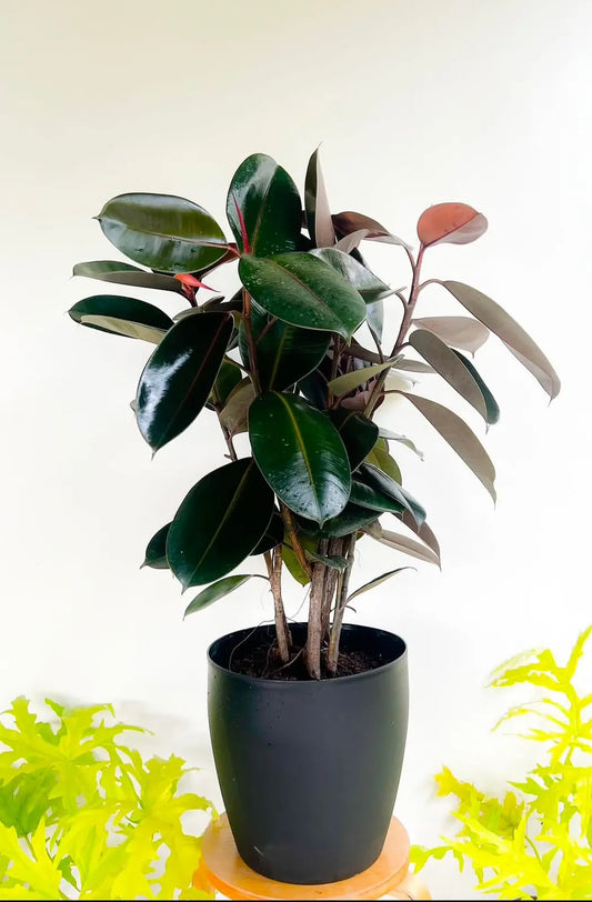 Ficus Elastica (Rubber Plant) - Plants Care UAE