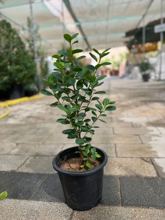 Ficus Panda (Ficus microcarpa) - Plants Care UAE