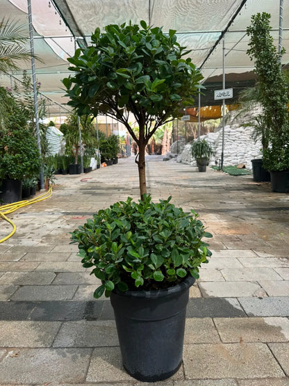 Ficus Panda (2 Head) - Plants Care UAE