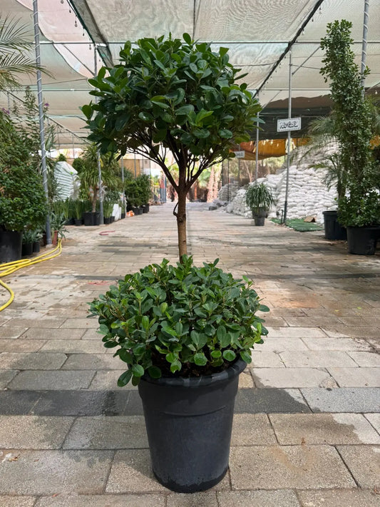 Ficus Panda (2 Head) - Plants Care UAE