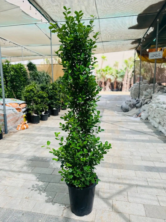 Ficus Panda Cone - Plants Care UAE
