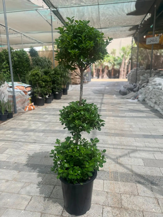 Ficus Panda (3 Head) - Plants Care UAE
