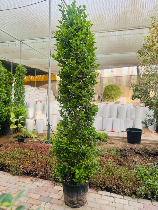 Ficus Panda – Cone Shape - Plants Care UAE