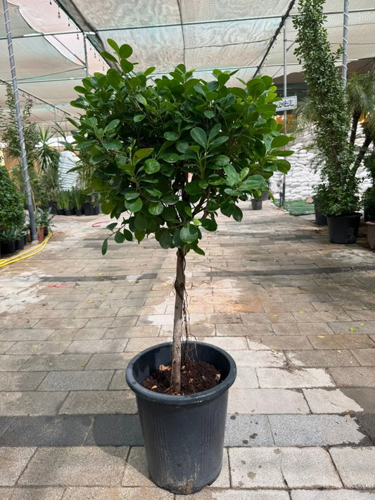 Ficus Panda (One Head) - Plants Care UAE