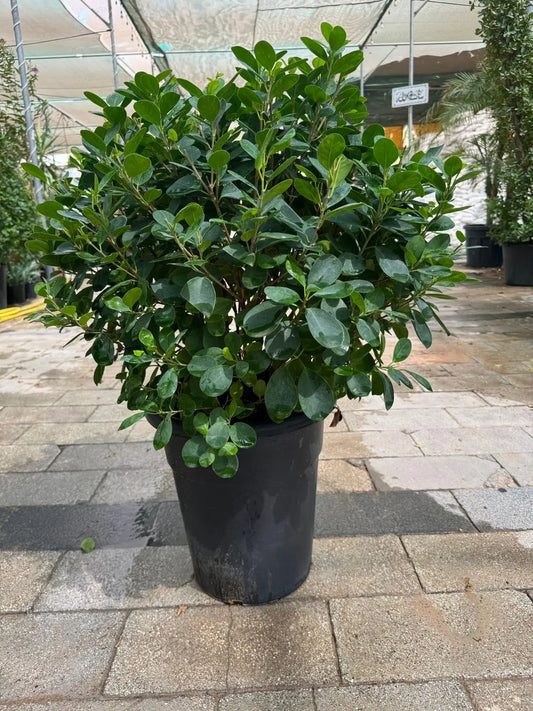 Ficus Panda (Ball Shape) - Plants Care UAE
