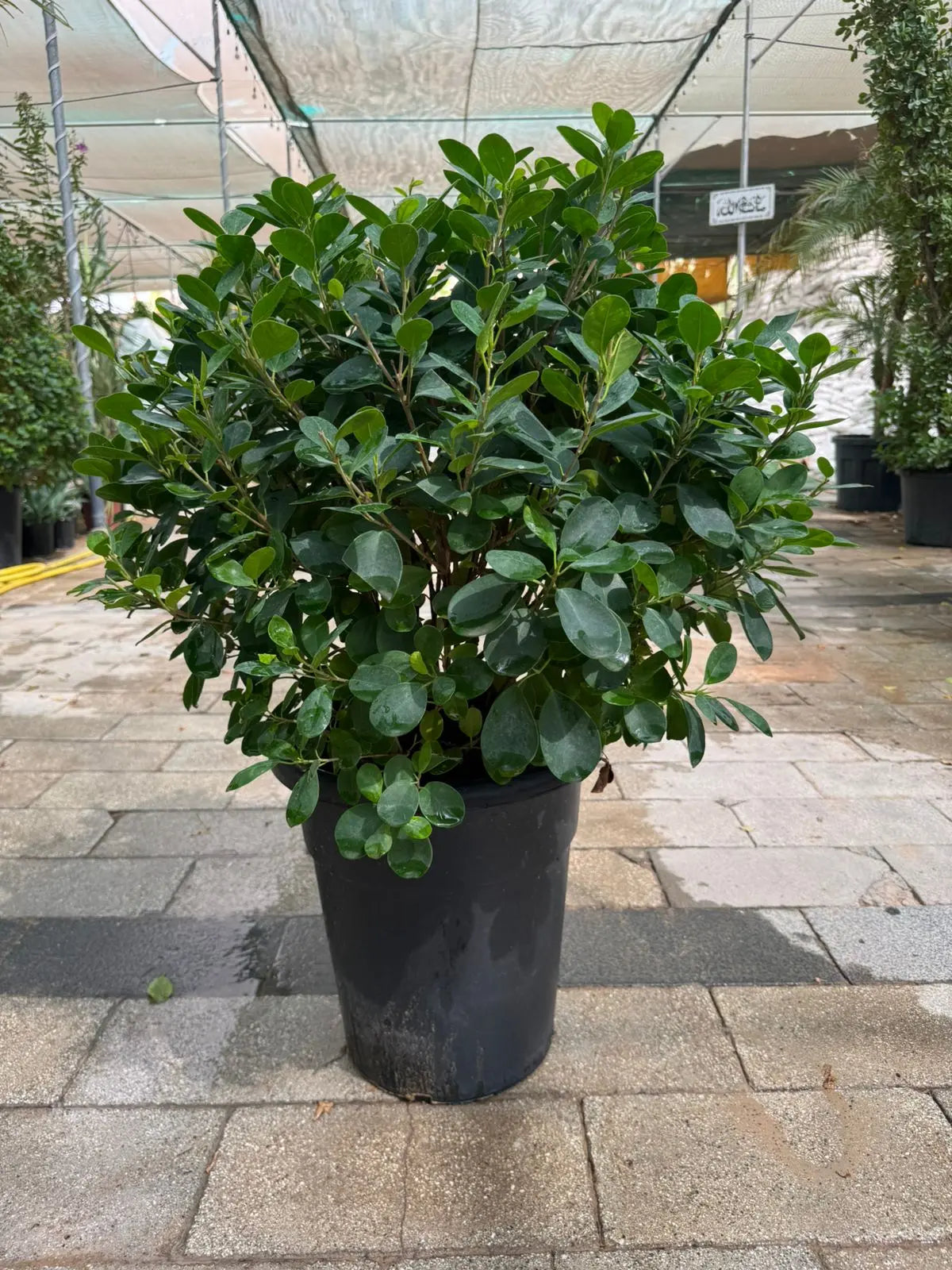 Ficus Panda (Ball Shape) - Plants Care UAE