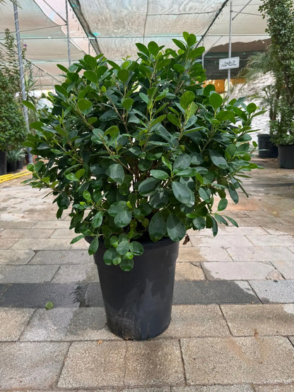 Ficus Panda (Ball Shape) - Plants Care UAE