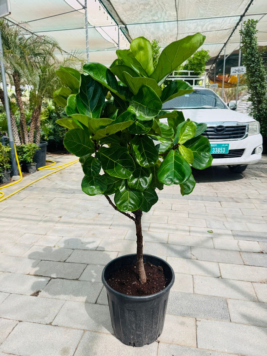 Ficus lyrata (Fiddle Leaf Fig Tree) - Plants Care UAE