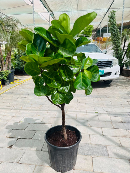 Ficus lyrata (Fiddle Leaf Fig Tree) - Plants Care UAE