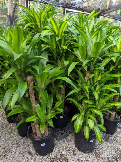 Dracaena Fragrans |corn plants Indoor Tropical Plant