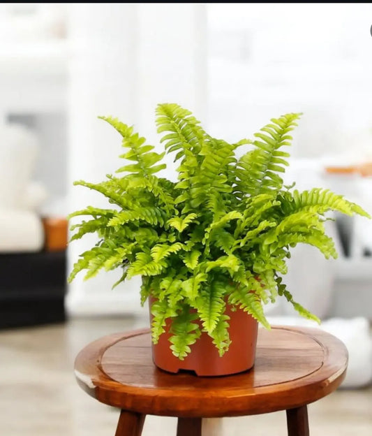 Boston Fern - Plants Care UAE