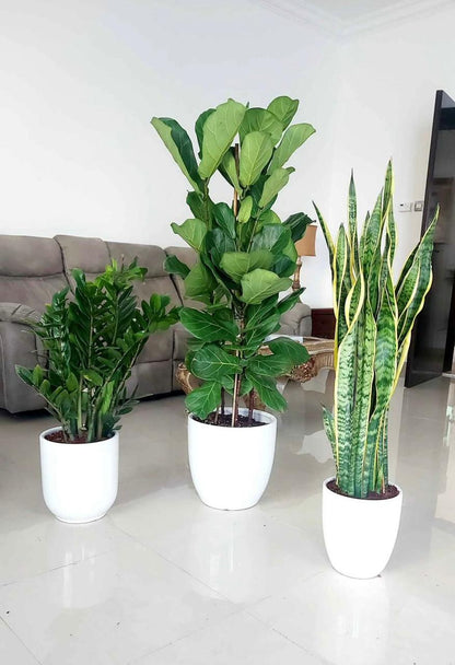 Indoor Plant Bundle – Sansevieria, Fiddle Leaf Fig & ZZ Plant - Plants Care UAE