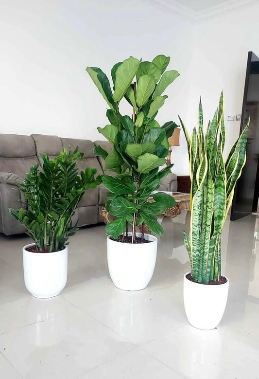 Indoor Plant Bundle – Sansevieria, Fiddle Leaf Fig & ZZ Plant - Plants Care UAE