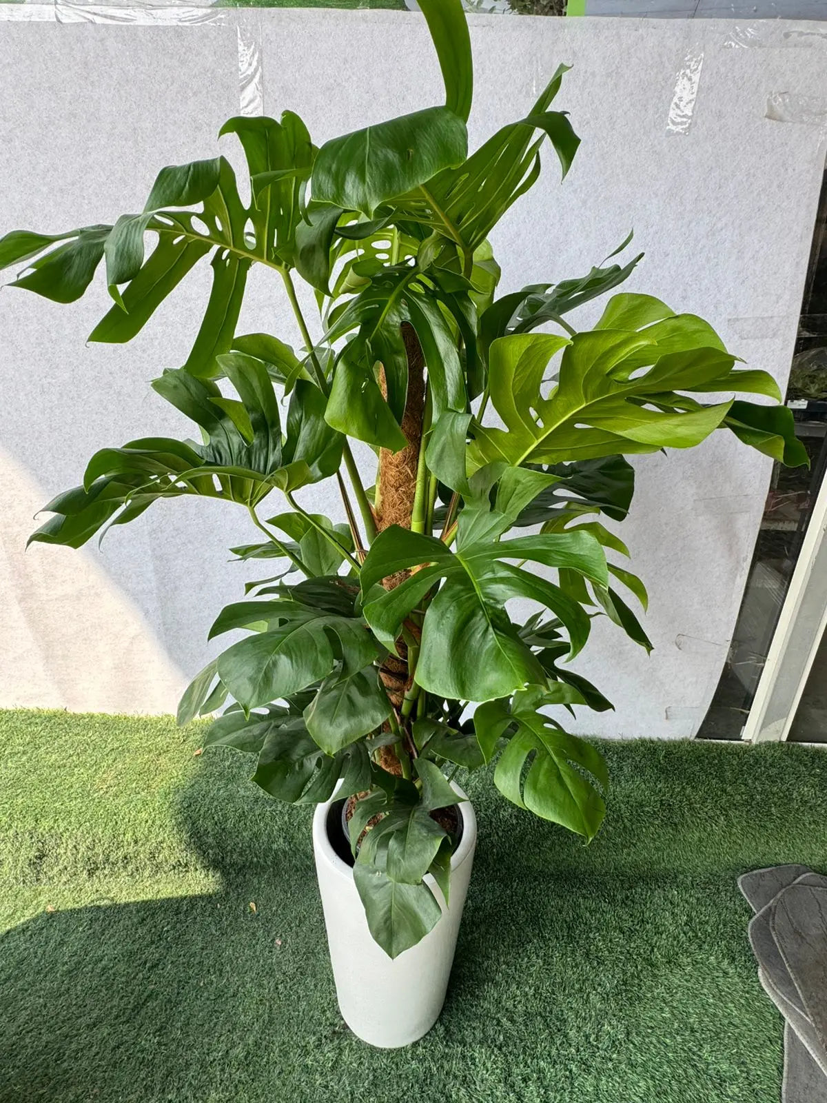 Monstera Deliciosa Plant - Plants Care UAE