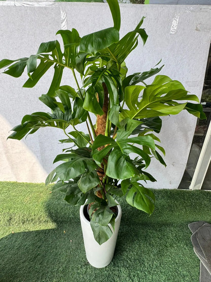 Monstera Deliciosa Plant - Plants Care UAE