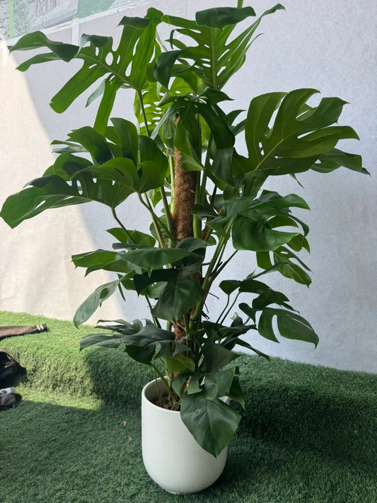 Monstera Deliciosa Plant - Plants Care UAE