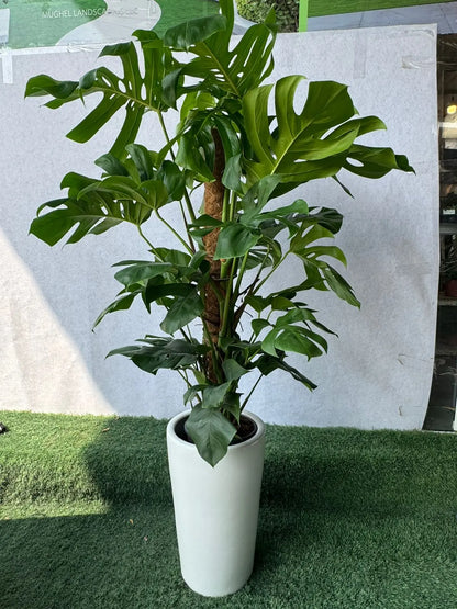 Monstera Deliciosa Plant - Plants Care UAE