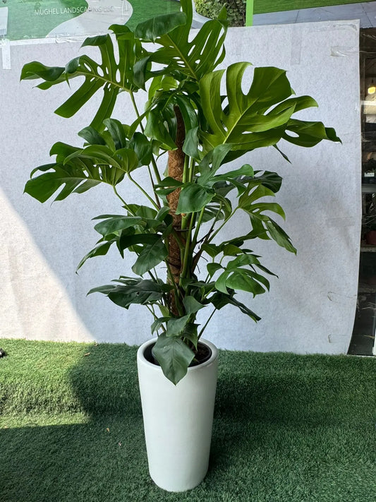 Monstera Deliciosa Plant - Plants Care UAE