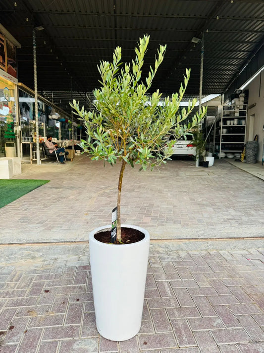 Olive Tree (Olea europaea) - Plants Care UAE