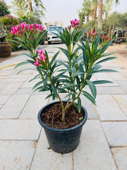 Nerium Oleander - Plants Care UAE