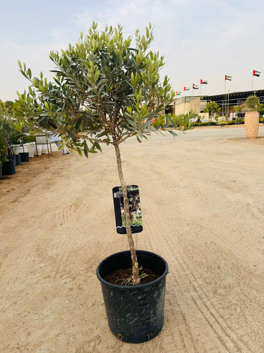 Olive Tree (Olea europaea) - Plants Care UAE