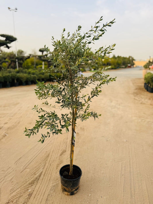 Olive Tree (Olea europaea) - Plants Care UAE
