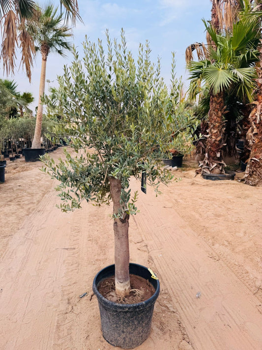 Olive Tree (Olea europaea) – 170 - Plants Care UAE
