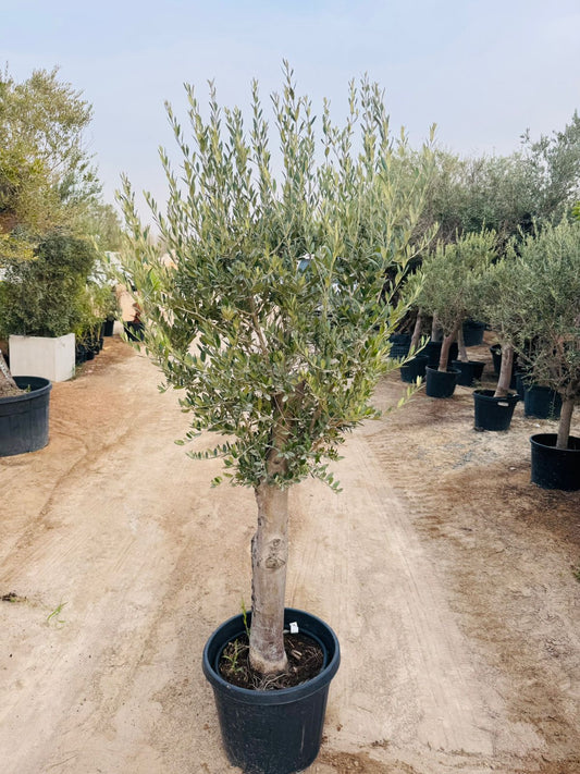Olive Tree (Olea europaea) - Plants Care UAE