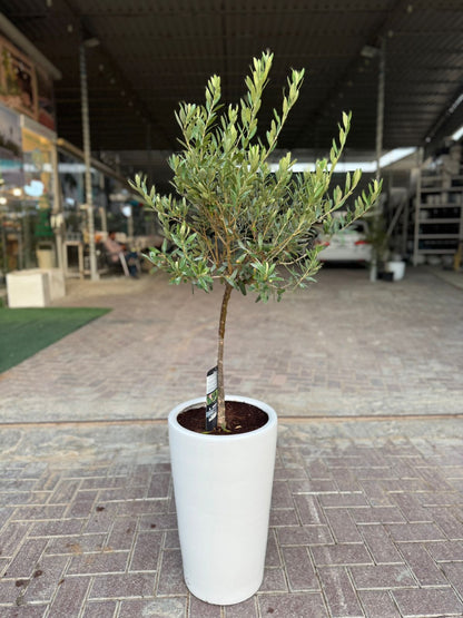 Olive Tree (Olea europaea) - Plants Care UAE