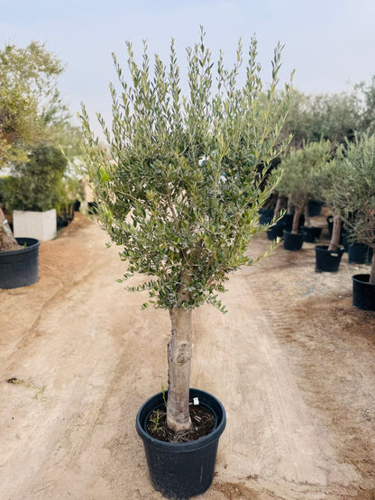 Olive Tree (Olea europaea) - Plants Care UAE