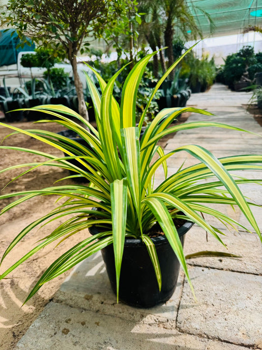 Pandanus baptistii variegata - Plants Care UAE